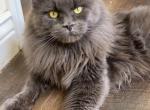 Romeo and Miss Lizzie - Maine Coon Kitten For Sale - Cottonwood, CA, US