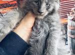 Blue Solid Pure Main Coon - Maine Coon Kitten For Sale - FL, US