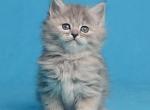 Risha - Siberian Kitten For Sale - Houston, TX, US