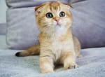 Meri golden shaded cuddly sweet girl - Scottish Fold Cat For Sale - CA, US