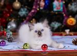 Diamond - Ragdoll Kitten For Sale - Miami, FL, US