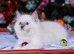 Diva_ - Ragdoll Kitten For Sale - Miami, FL, US