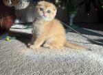 Honey - Scottish Fold Kitten For Sale - 