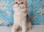 Margo blue gold - British Shorthair Cat For Sale - State College, PA, US