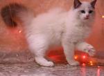 Boy blue bi color ragdoll male kitty - Ragdoll Cat For Sale - State College, PA, US