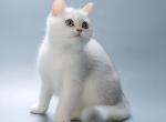 Orion Ns silver male with green eyes - British Shorthair Kitten For Sale - New York, NY, US