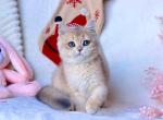 Zephyr ay 12 blue gold male - British Shorthair Cat For Sale - Fairfax, VA, US