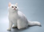 Orion Ns silver with green eyes - British Shorthair Cat For Sale - Fairfax, VA, US