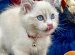 Niko - Ragdoll Kitten For Sale - Fairfax, VA, US