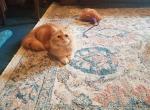 Punky - Persian Cat For Sale - Duvall, WA, US