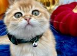 Eddie - Scottish Fold Kitten For Sale - Fairfax, VA, US