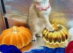 Luna - British Shorthair Cat For Sale - Fairfax, VA, US