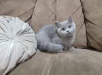 Stella's litter - Scottish Straight Kitten For Sale - Nicholasville, KY, US