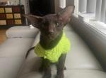 Choco - Oriental Kitten For Sale - Brooklyn, NY, US