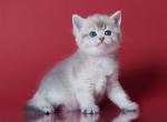 Neo - British Shorthair Kitten For Sale - Houston, TX, US