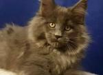 Everest Polydactyl - Maine Coon Kitten For Sale - Houston, TX, US