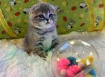 Muffin - Scottish Fold Kitten For Sale - Abingdon, MD, US