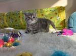 Stanley - Scottish Straight Kitten For Sale - Abingdon, MD, US