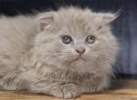 Fawn Scottish kilt male - Maine Coon Cat For Sale - Omaha, NE, US