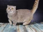 Fawn tabby Scottish kilt female - Munchkin Cat For Sale - Omaha, NE, US