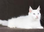 Rafaella - Maine Coon Cat For Sale - Brooklyn, NY, US