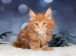 Sinon x Kirito - Maine Coon Kitten For Sale - WA, US