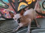 Pluto - Sphynx Kitten For Sale - Boston, MA, US