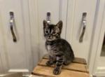 Smokey - Bengal Kitten For Sale - Wauseon, OH, US