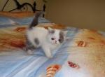 Blueberry CFA Exotic Shorthair - Exotic Kitten For Sale - Hagerstown, MD, US