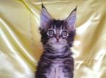 Emu - Maine Coon Kitten For Sale - New York, NY, US