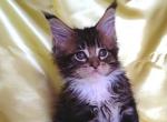 Daisy - Maine Coon Kitten For Sale - New York, NY, US