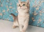 Margo - British Shorthair Kitten For Sale - Boston, MA, US