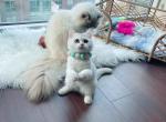 Christian ns11 silver male - British Shorthair Cat For Sale - Virginia Beach, VA, US