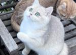 Lilac golden shaded female - British Shorthair Cat For Sale - NY, US