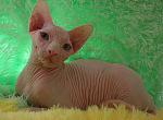 SMILEY FACE - Sphynx Cat For Sale - Abington, PA, US