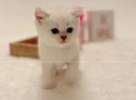 Giga - British Shorthair Kitten For Sale - Portland, OR, US