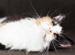 Quince - Maine Coon Cat For Sale - Brooklyn, NY, US