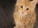 Leo - Maine Coon Kitten For Sale - Hollywood, FL, US