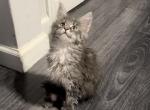 Oliver - Maine Coon Kitten For Sale - Hollywood, FL, US