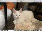 Sphynx Cornish Rex - Cornish Rex Kitten For Sale - Canton, OH, US