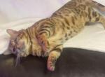 TOM - Bengal Kitten For Sale/Retired Breeding - Chicago, IL, US