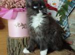 Frida - Maine Coon Kitten For Sale - Brighton, CO, US