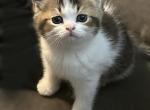 Scottish Straight Shorthair Male Brown & White - Scottish Fold Cat For Sale - New Braunfels, TX, US