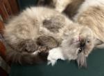 Seal Tortie Pointed Mink - Ragdoll Cat For Sale - CA, US