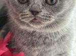 Lilly - Scottish Fold Kitten For Sale - New York, NY, US