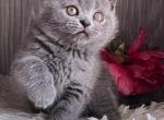 Molly - British Shorthair Kitten For Sale - New York, NY, US