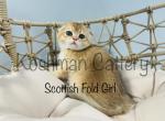 Scottish Fold Kittens - Scottish Fold Kitten For Sale - New Prague, MN, US