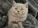 Iris - British Shorthair Kitten For Sale - Battle Ground, WA, US