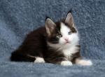 Zander - Maine Coon Cat For Sale - Miami, FL, US