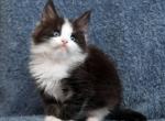 Zvezda - Maine Coon Cat For Sale - Miami, FL, US